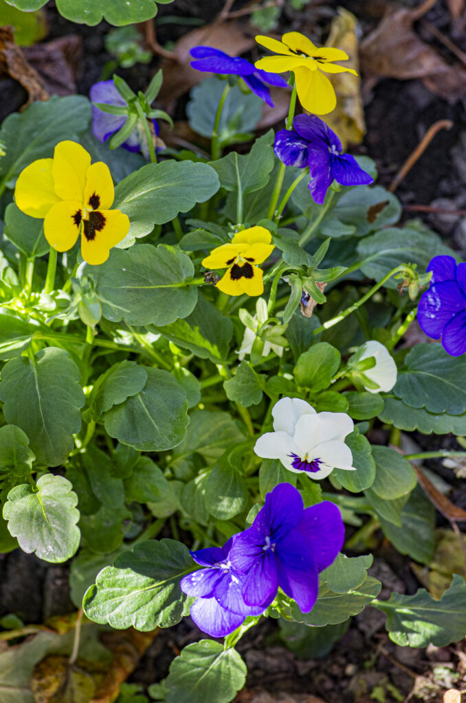 Viola tricolor en phytothérapie