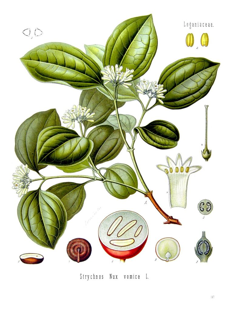 Nux Vomica (fruit du vomiquier, Strychnos nux-vomica) utilisée contre les rhinopharyngites