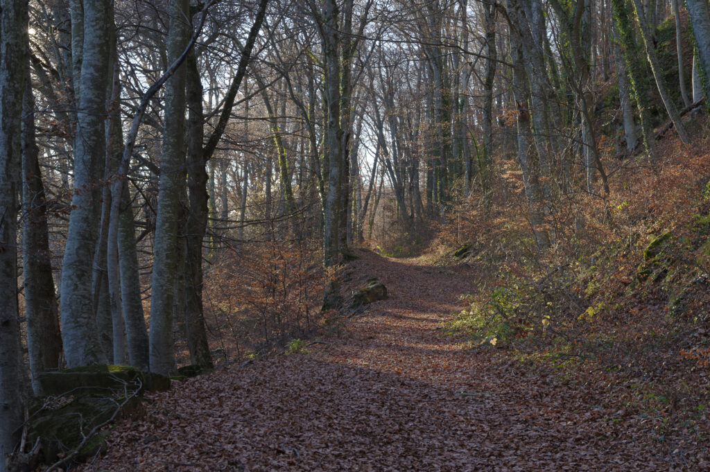 Une promenade en forêt pour lutter contre l'anxiété et les troubles du sommeil