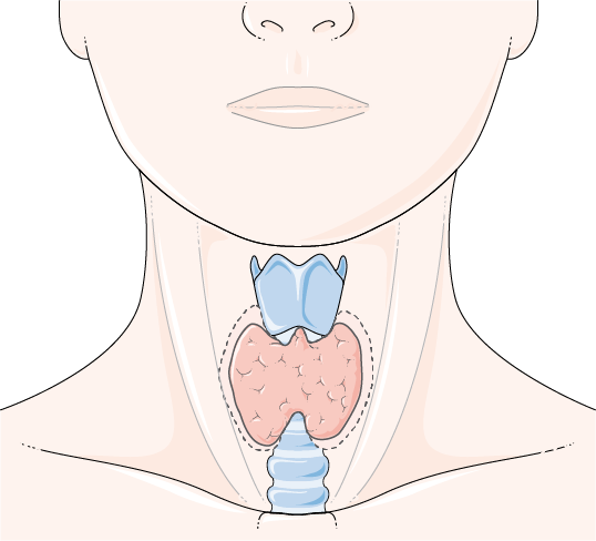 Hypothyroïdie : la glande thyroïde, de grande importance fonctionnelle